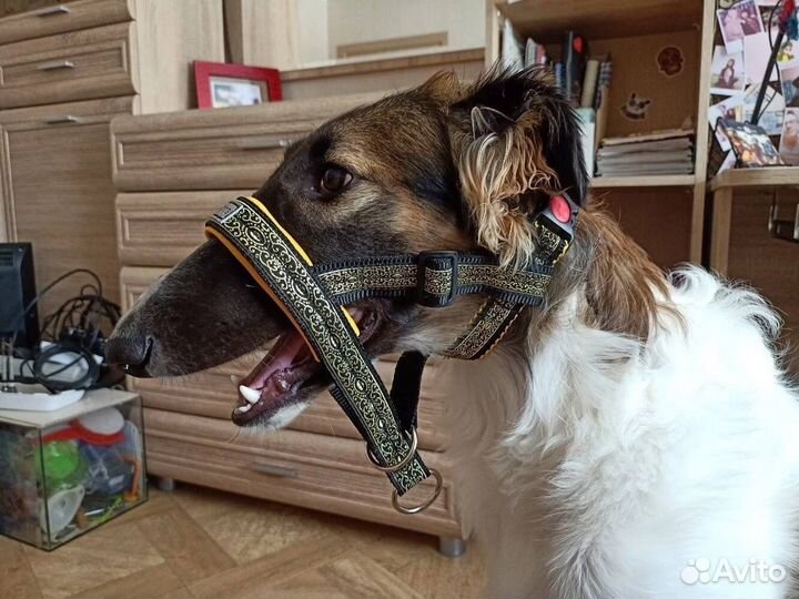 Комплект желтый амуниция