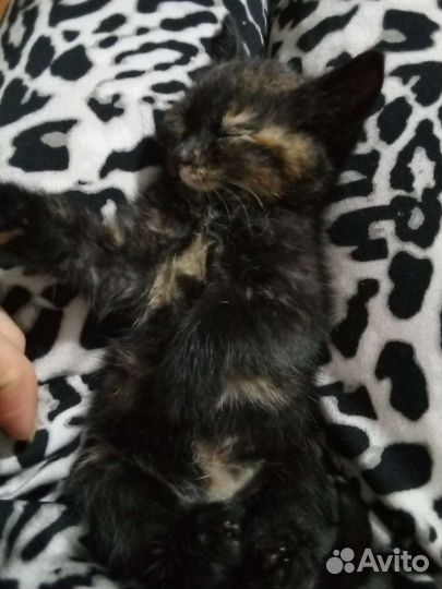 Кошка в дар бесплатно