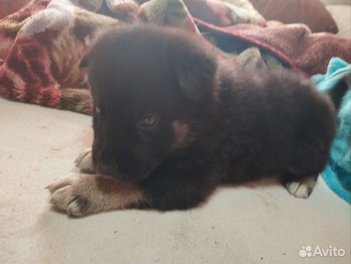 Щенок в добрые руки