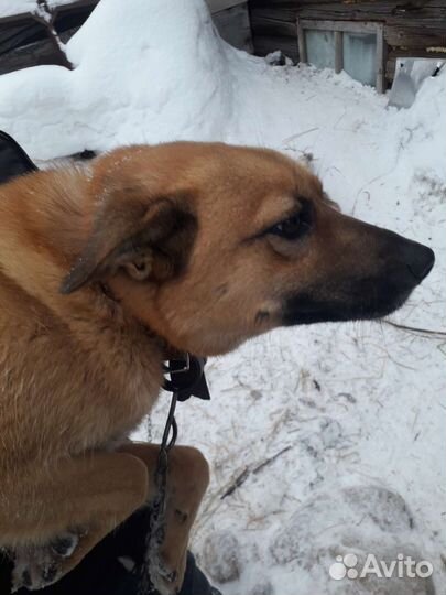 Помесь Карело–финской лайки