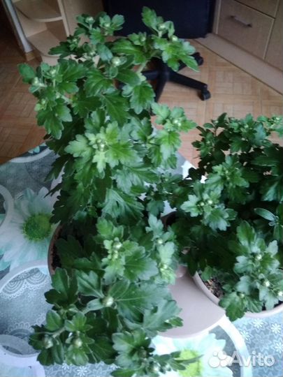 Продам цветок хризантемы мультифлора