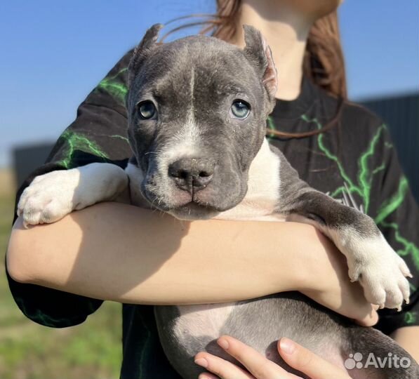 Американский булли классик