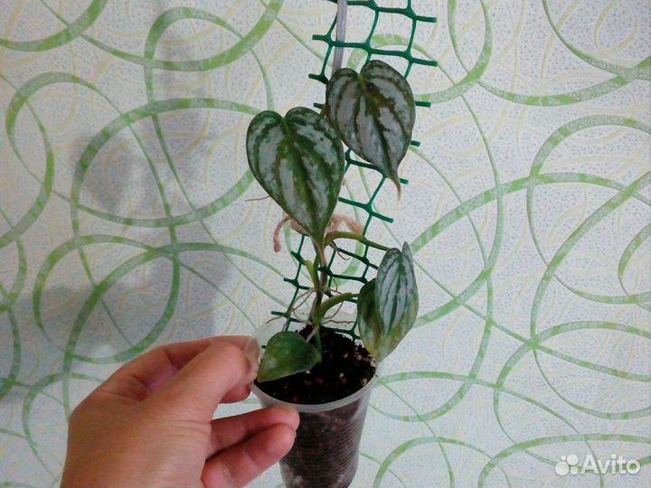 Филодендрон