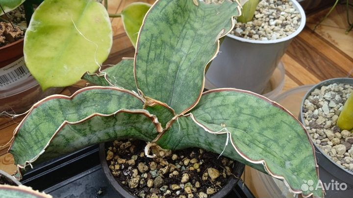 Сансевиерия Kirkii silver blue