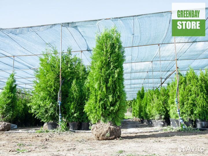 Туи колумна 180 см свежая копка 2023