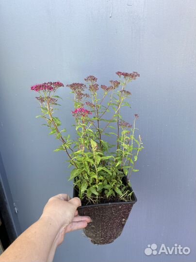 Спирея Антони Ватерер