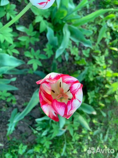 Тюльпаны двухцветные