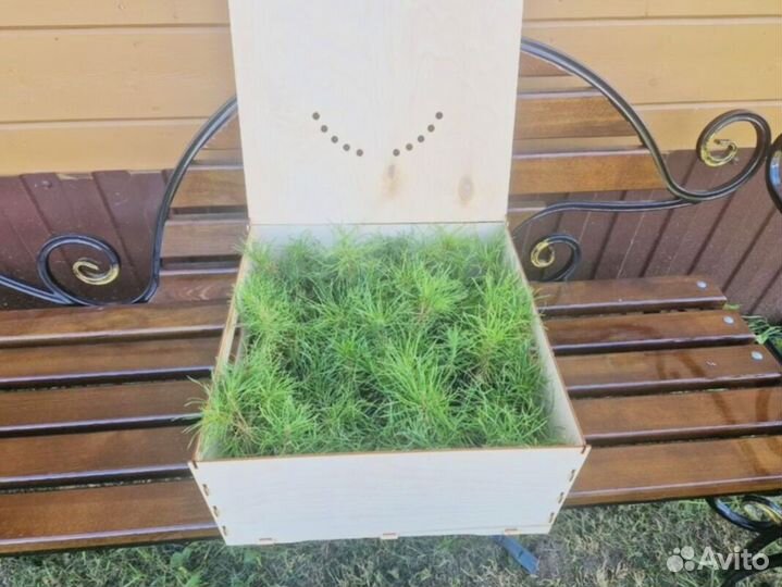 Саженцы сосны в розницу