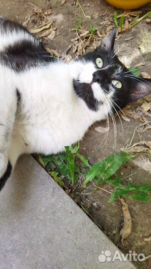 Кошка в дар бесплатно