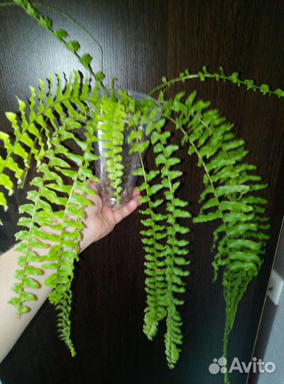 Нефролепис бостон