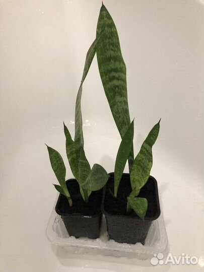 Сансевиерия