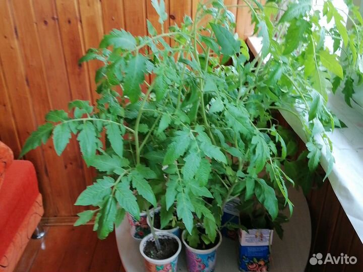 Рассада помидор