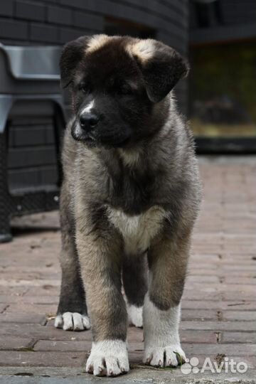 Американская акита