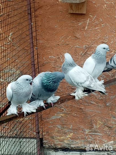 Голуби