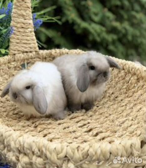 Кролик цветной карлик