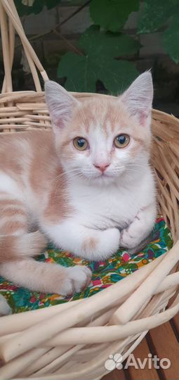 Кошка в дар бесплатно