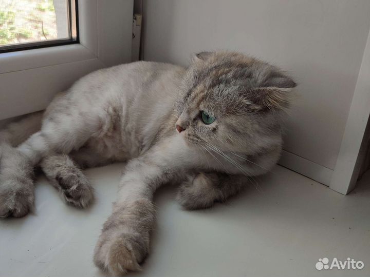 Британская кошка в дар