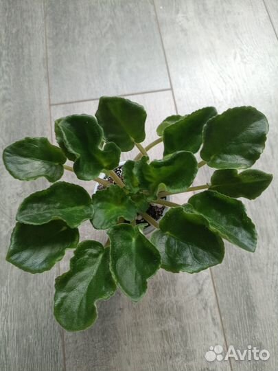 Фиалки сортовые