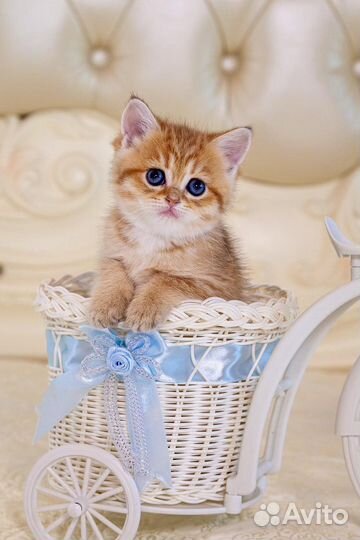 Британские золотые котята