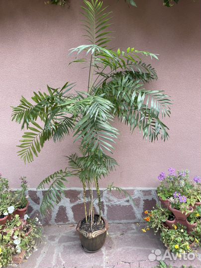 Большие домаш. растен. из загород.оранжереи