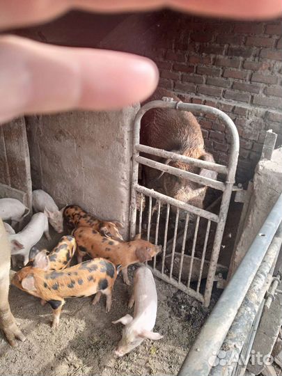 Поросята ландрас+дюрок