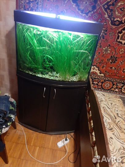 Аквариумные рыбки