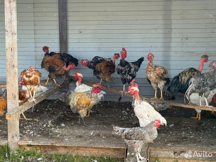 Продажа питухи