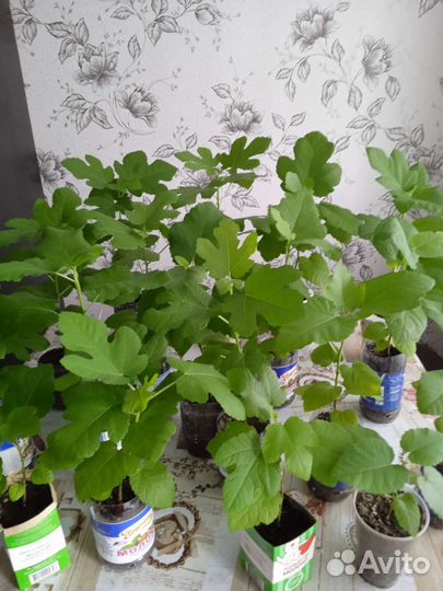 Рассада Инжира