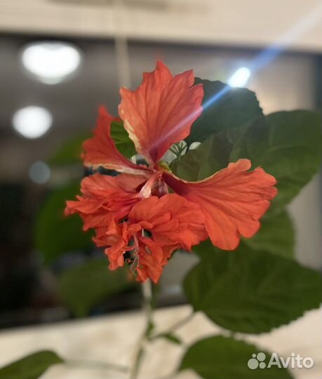 Гибискус El Capitolio Bloody Mary