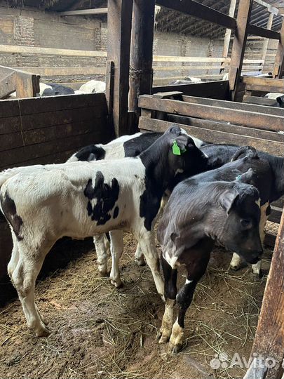 Бычки и телки на откорм