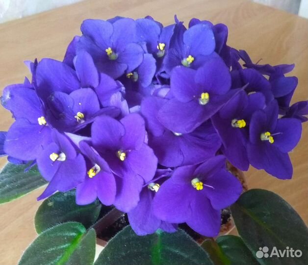 Фиалки листья