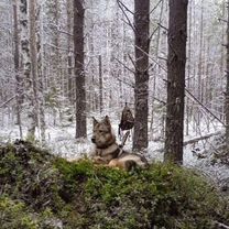 Лайка в добрые руки