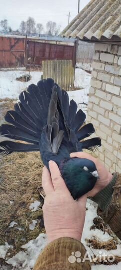 Николаевские голуби