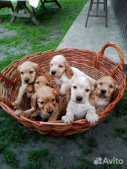 Щенки кокер спаниеля