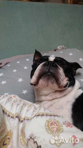 Бостон терьер кабель ищет девочку