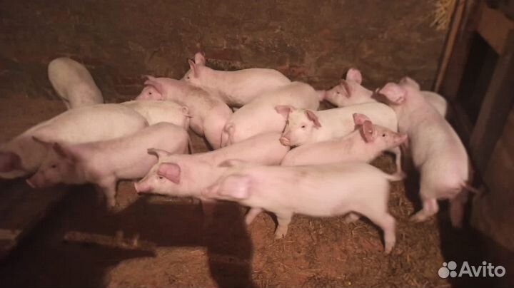 Поросята 2-3 месяца