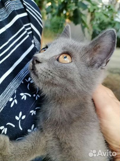 Котята в добрые руки от шотландский вислоухой