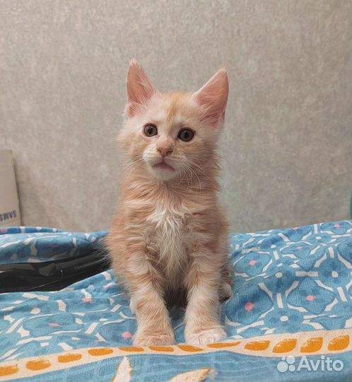 Котята мейн-кун