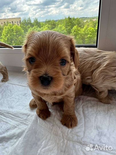 Щенки мальтипу f1 мини