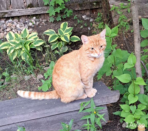 Молодой котик ищет дом