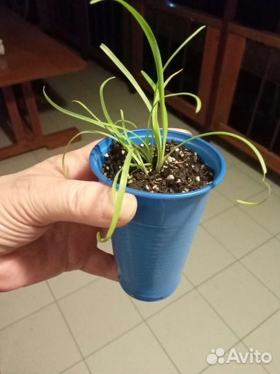 Ифейон. (выскочка)