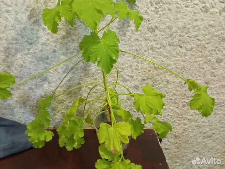 Герань лимонная