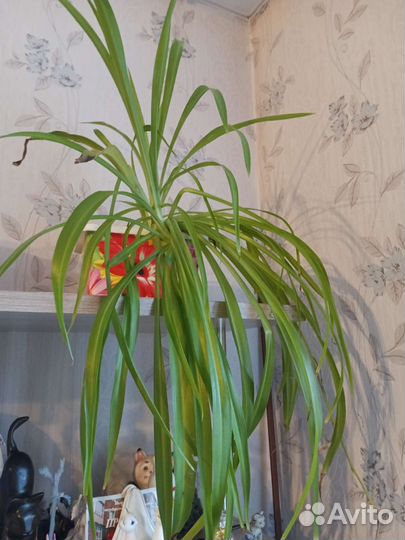 Хлорофитум