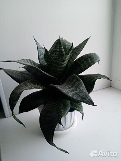 Сансевиерия