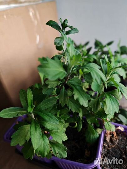 Хризантема