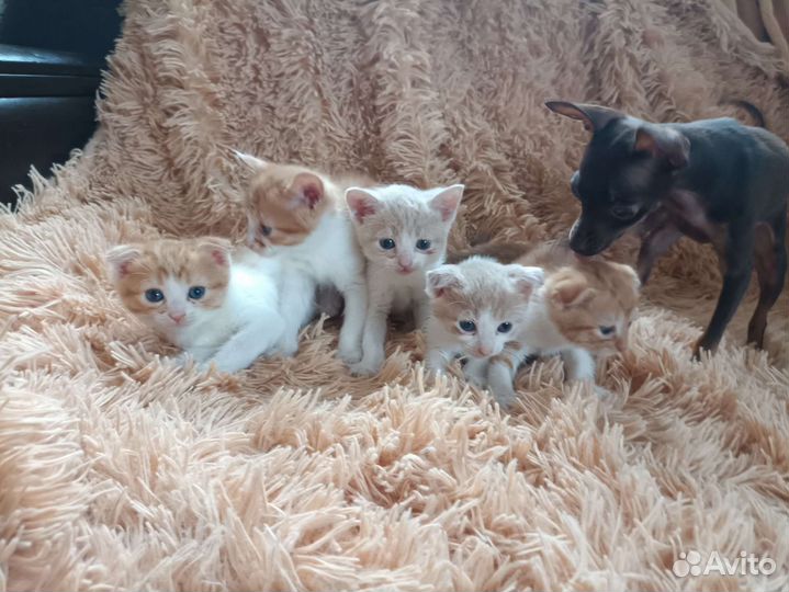 Британские вислоухие котята