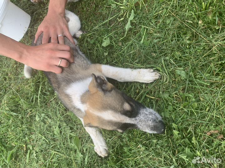 Щенок в добрые руки Хаски метис