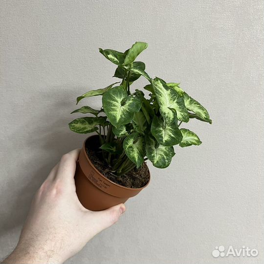 Сингониум пикси