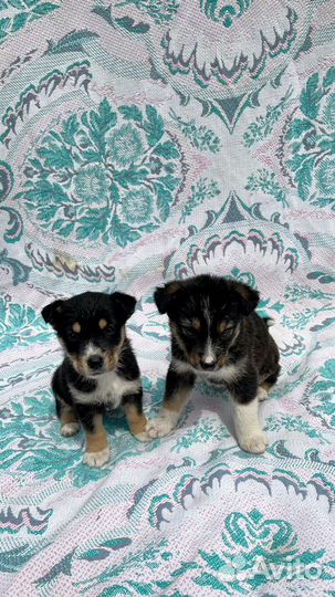 Метисы джек рассел