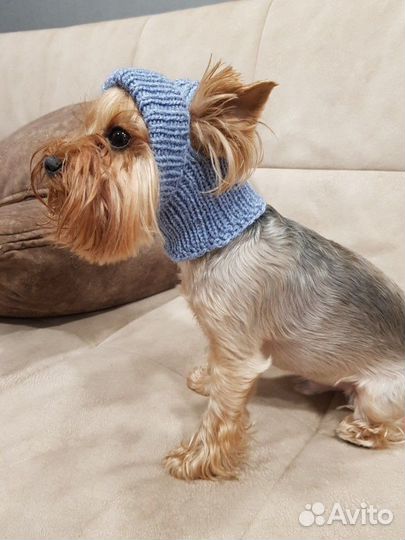 Шапочки на заказ для маленьких пород собак